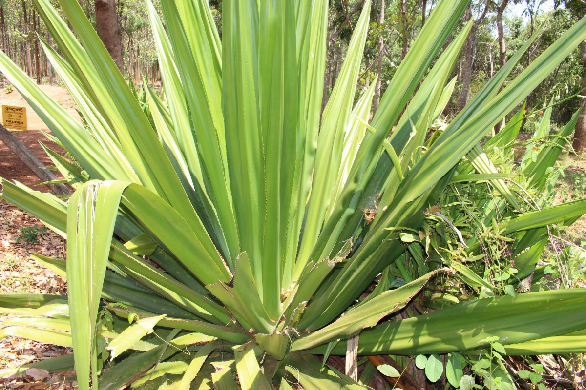 Furcraea foetida (L.) Haw.